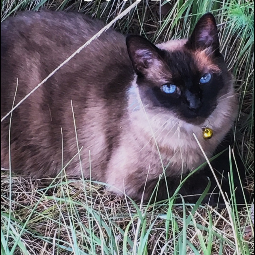 Meet your Posher, Misha